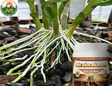 SIÊU KÍCH RỄ ROOTS 500GR - RA RỄ CỰC MẠNH HIỆU QUẢ CAO