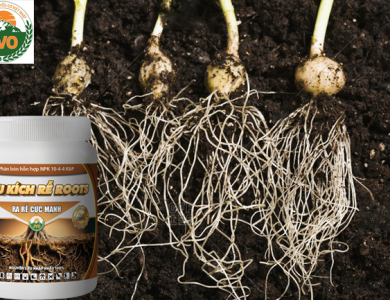 SIÊU KÍCH RỄ ROOTS 500GR - RA RỄ CỰC MẠNH HIỆU QUẢ CAO