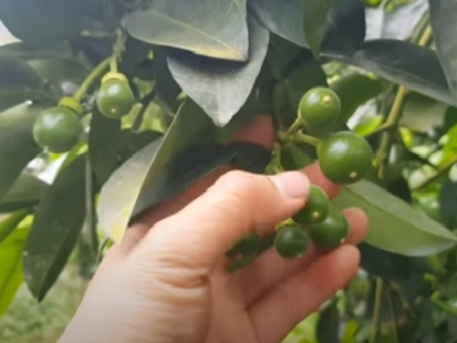 CHĂM SÓC BƯỞI VÀO THỜI KỲ ĐẬU TRÁI NON - NÔNG NGHIỆP VIỆT NHẬT JVO