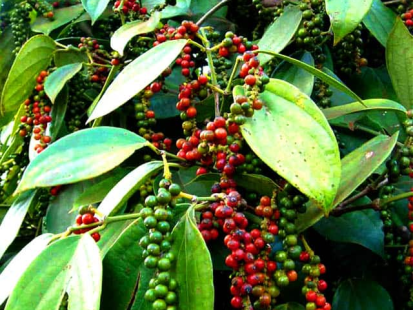 Hiểu đúng về phân bón hữu cơ vi sinh cho cây cà phê