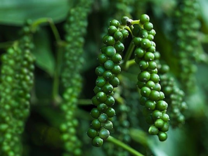 Phân bón hữu cơ vi sinh giúp cây sầu riêng khỏe mạnh, cho trái ngon