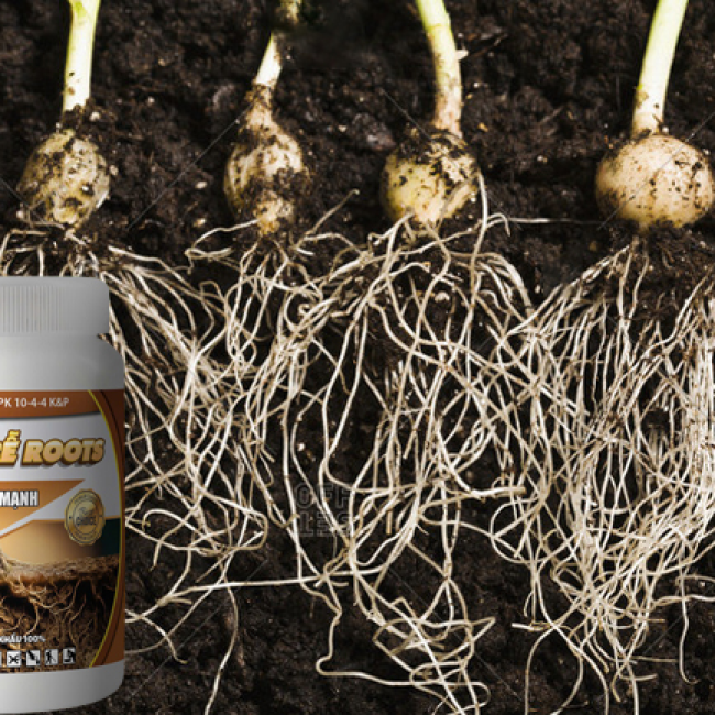 SIÊU KÍCH RỄ ROOTS 500GR - RA RỄ CỰC MẠNH HIỆU QUẢ CAO