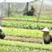Vườn Rau Chị Thu Huyền