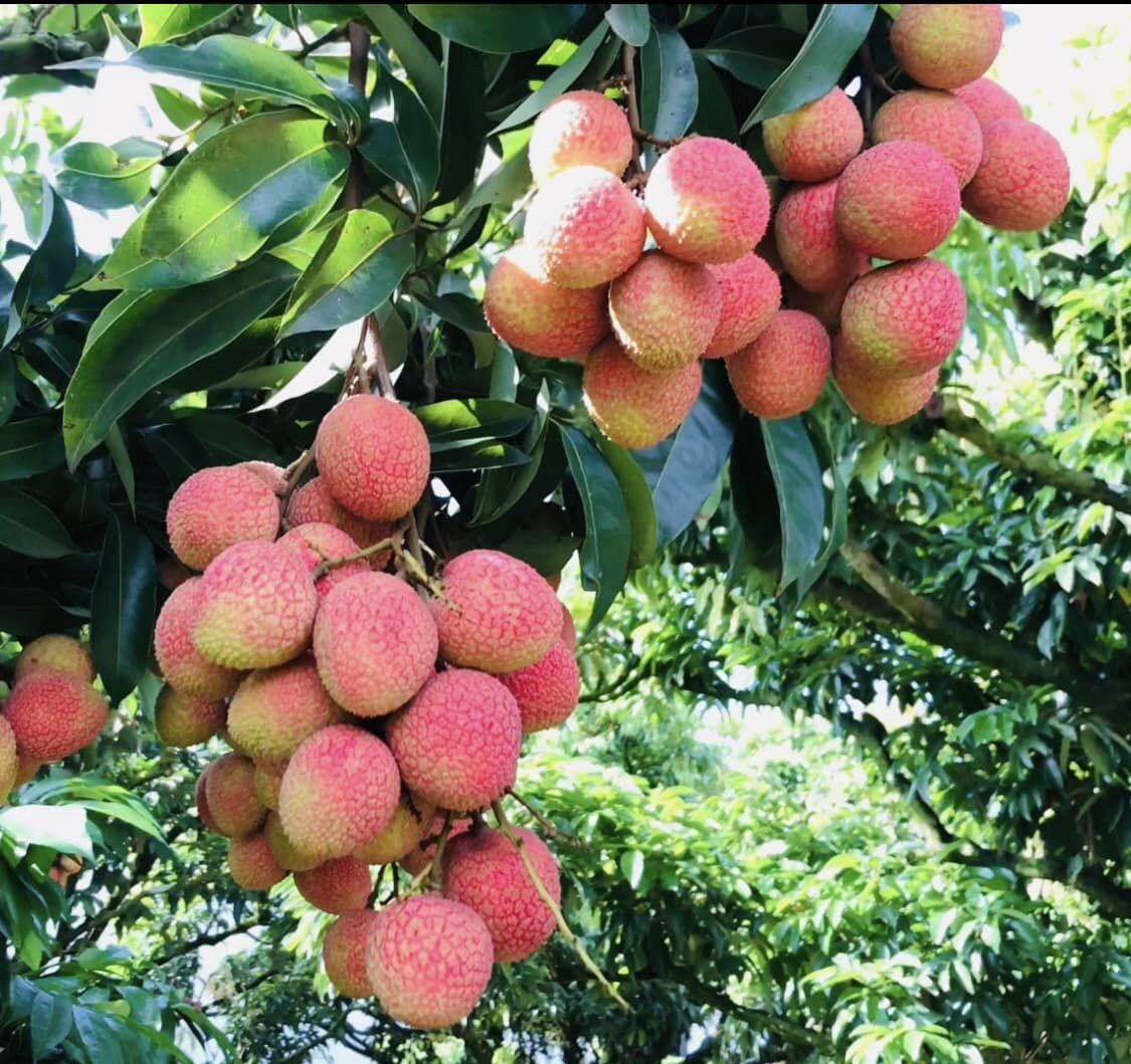 Nông sản sau khi sử dụng đúng loại phân bón hữu cơ