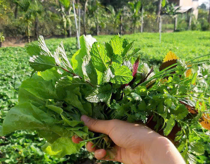 Rau sạch hữu cơ khi sử dụng đúng phân bón